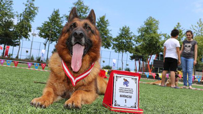 Alman kurdu köpekler 'güzellik' için yarıştı