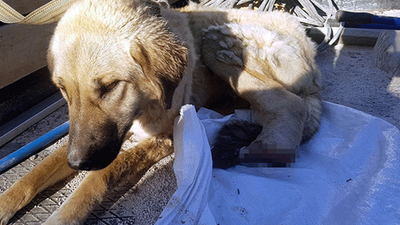 Sokak köpeğinin ayağını kestiler