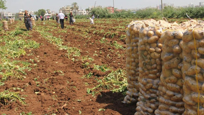 Patates fiyatlarındaki son durum