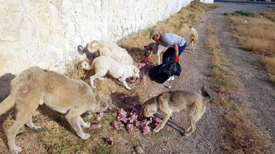 Botan Vadisi'nin sahipsiz köpeklerini besliyor