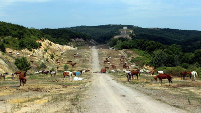 Yüzlerce at adaya gitmeden ölüme terk edildi