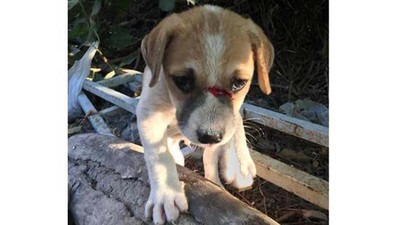 Yavru köpekleri odunla döven kadın gözaltında