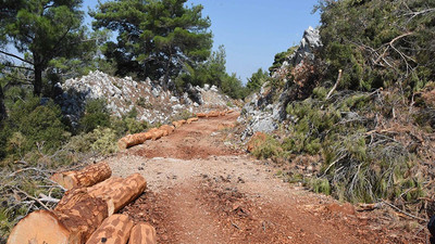 İzmir'de kalker ocağı için ağaç katliamı yapıldı