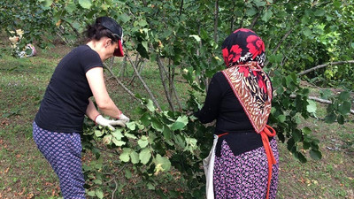 Ordu’da yaşanan sel fındığın fiyatını artırdı