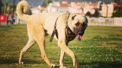 Arabanın arkasında sürüklenen köpek şimdi zabıta