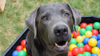 Vietnam'da halka 'köpek eti yemeyin' çağrısı