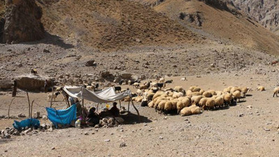 Hakkari’de şarbondan 201 hayvan öldü