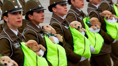 Askeri geçit töreninde yavru köpekler rol çaldı