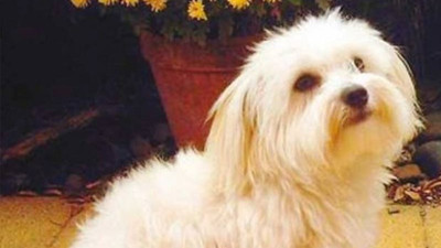 Boşanma davasında köpeğe aylık 200 lira nafaka