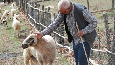 Koç kadını boynuz darbeleriyle öldürdü