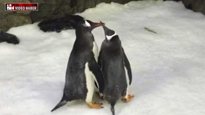 Eşcinsel penguenler kuluçkaya yattı