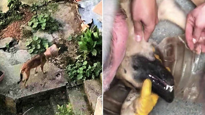 Başı bidona sıkışan köpek 5 ay sonra kurtarıldı