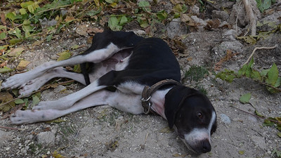 Ağaca asılan köpek ölmek üzereyken kurtarıldı