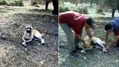 Ölüme terk edilen köpeği köylüler kurtardı