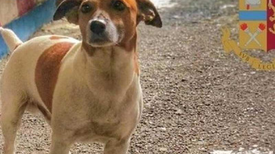 Napoli mafyası narkotik köpeği 'Pocho'ya ölüm fermanı çıkarttı