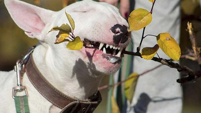 Sahibini kurtaran köpek yaşamını yitirdi