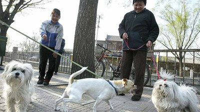 Çin'de köpek gezdirme yasağı