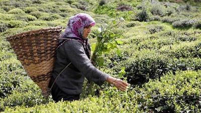 AKP'li vekil: Yurt dışından çay ithal etmek zorunda kalacağız