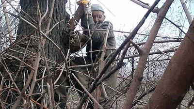 Domuzdan korkan dede geceyi ağaçta geçirdi