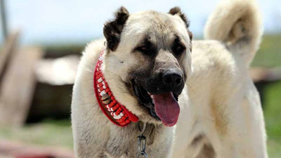 Kangal köpeklerinin yavrularını neden yedikleri anlaşıldı