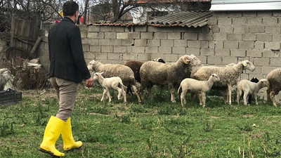 'Bursa'da hayvanlar vebadan ölüyor'