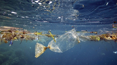 İncelenen tüm deniz canlılarının bağırsağında mikroplastik bulundu