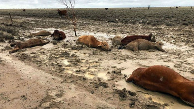 Avustralya'da 300 bin sığır öldü