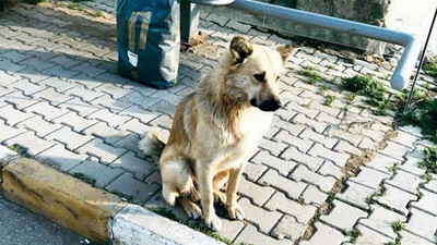 Dolmuş durağına terk edilen köpek bir yıldır sahibini bekliyor