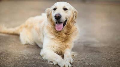 Vegan kadın köpeklerini de vegan yetiştiriyor