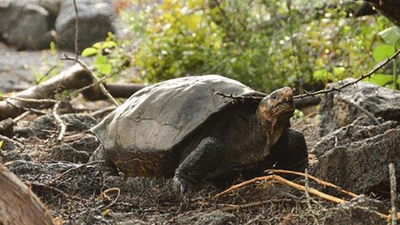 Nesli tükendiği sanılan kaplumbağa Galapagos'ta görüldü