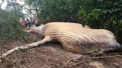 Okyanustan 15 kilometre uzakta 10 tonluk balina bulundu