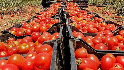 Rusya 60 ton domatesi geri gönderdi