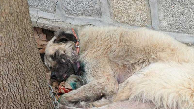 Köpeğini otomobilin arkasına bağlayarak sürükleyen 'insan' gözaltında