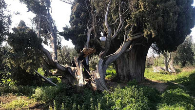 700 yıllık anıt ağacı yaktılar