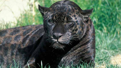 Selfie çekerken jaguar saldırdı