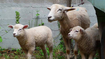 50 yıl önce spermi dondurulan koçun yavruları oldu