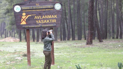 'Firari Kurt' ormanlık alanda aranıyor