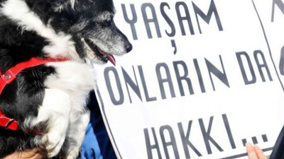 Kedi ve köpeklerin zehirlenmesinde şüpheli doktor çıktı