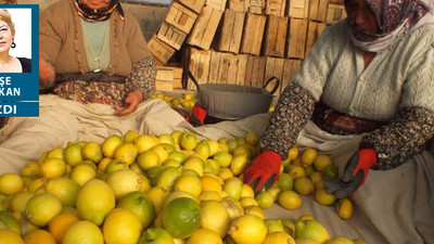 limon sat onurlu yaşa!