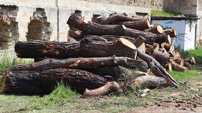 Turizm Bakanlığı'na devredilen arazide ağaç katliamı