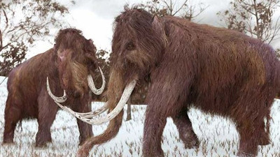 Mamut ve Neandertallerin ortak genetik özellikleri olabilir