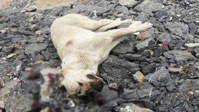 İstanbul'da sokak ortasında köpek katledildi