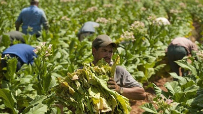 Tütün üreticileri hapis cezalarıyla karşı karşıya