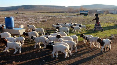 Her yıl 5 milyon küçükbaş hayvan kaybı