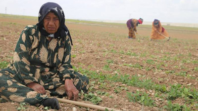 Mevsimlik sömürü: Güneş altında, sigortasız, 12 saat çalışmaya 40 TL