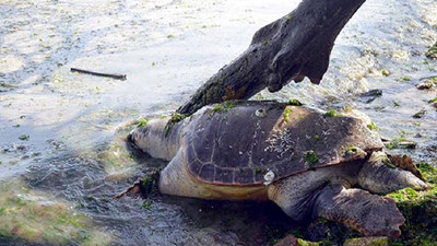 Olimpos'ta caretta carettaya işkence