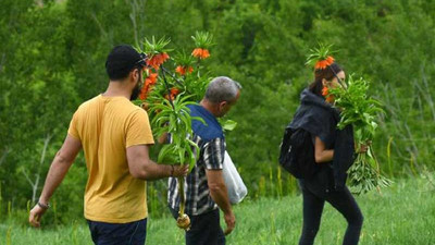 Dersim'de koruma altındaki ters laleleri koparırken görüntülendiler