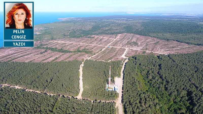 Adalet yok edildi, kalkınma iflas etti: Sinop’ta kesilen 650 bin ağacın ahı tutsun