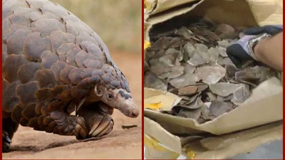 İstanbul Havalimanı'nda 1 ton pangolin pulu yakalandı