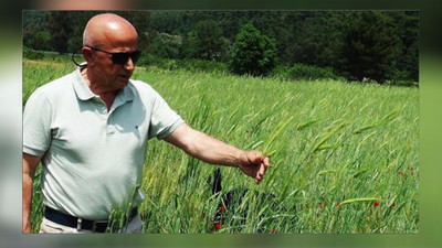 Binlerce yıllık buğday ürün verdi